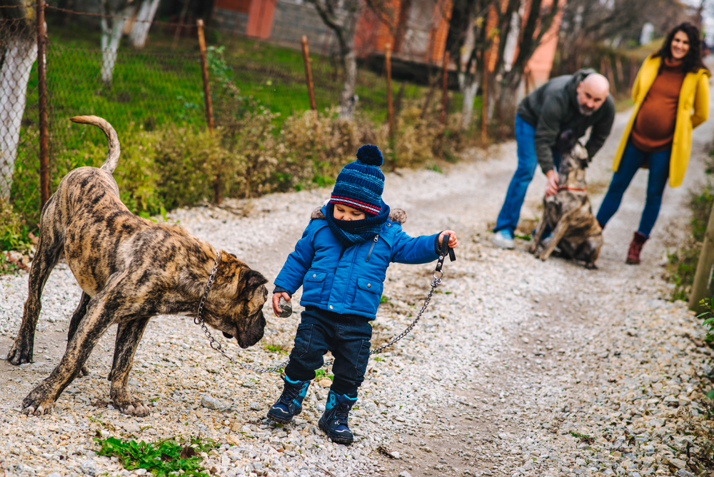 Boy,and,his,family,are,taking,dogs,for,a,walk