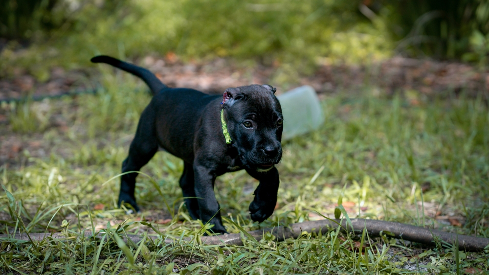 Black,presa,canario,puppy,walking,outdoors.,the,puppy,is,surrounded