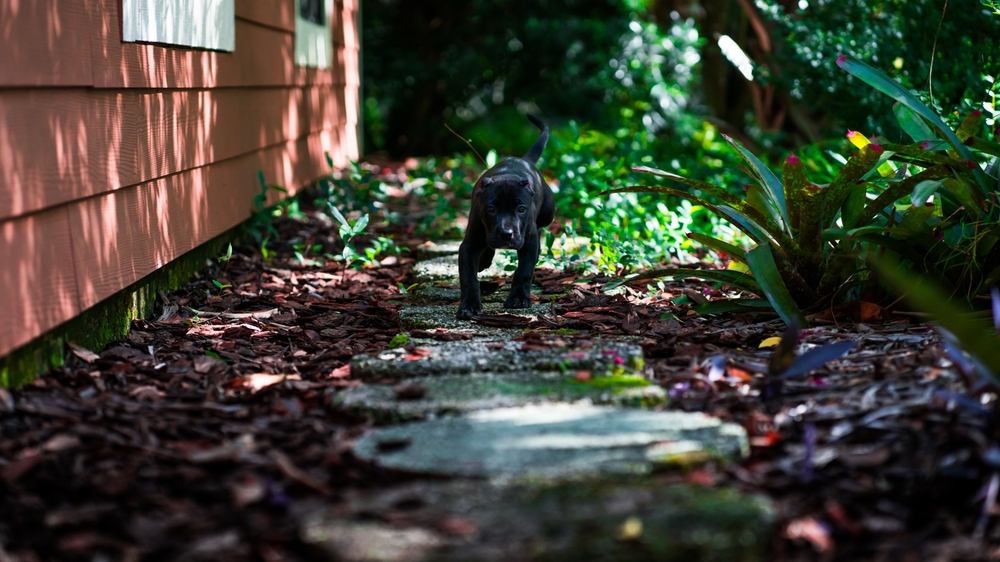 Black,presa,canario,puppy,in,a,pathway.,puppy,dog,is