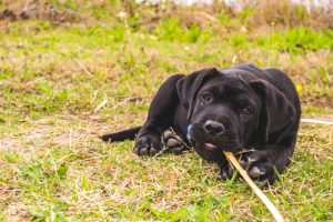 Puppy,presa,canario,dog,playing,in,the,grass
