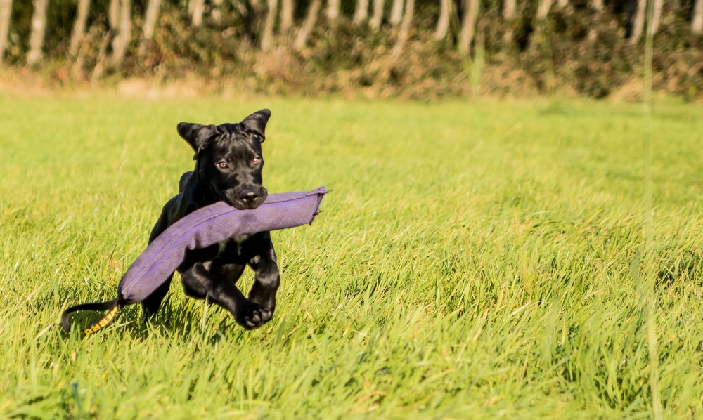 Black,presa,canario,puppy,is,playing