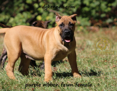 Purple 1