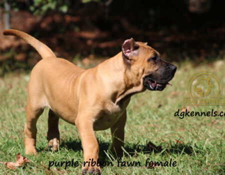 Purple 3