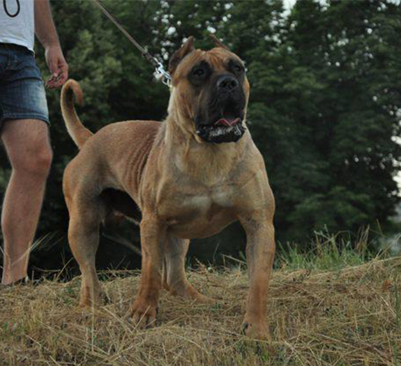 Presa Canario Stud Service