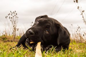 Puppy,presa,canario,dog,playing,in,the,grass