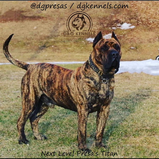 Canario dog best sale for sale