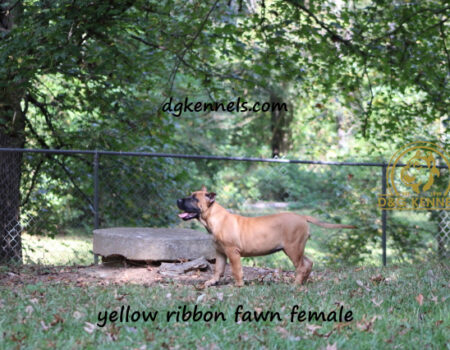 Yellow 3